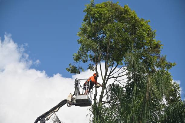 Best Lot and Land Clearing  in Mapleton, ND